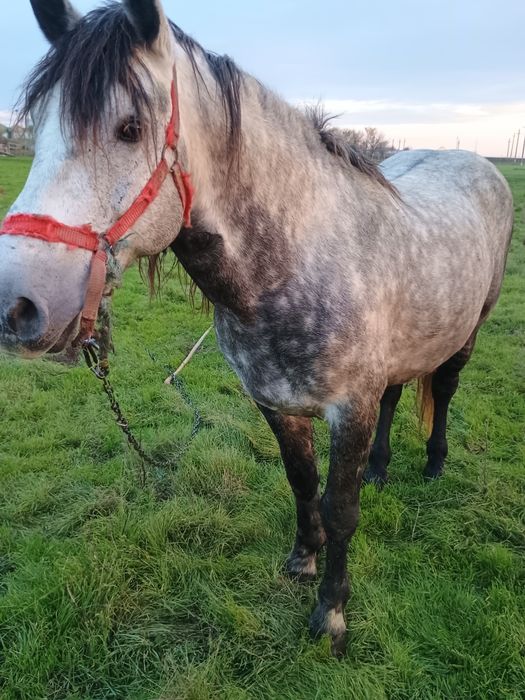 Vind harmasar de 6 ani cuminte merge foarte bine la căruță