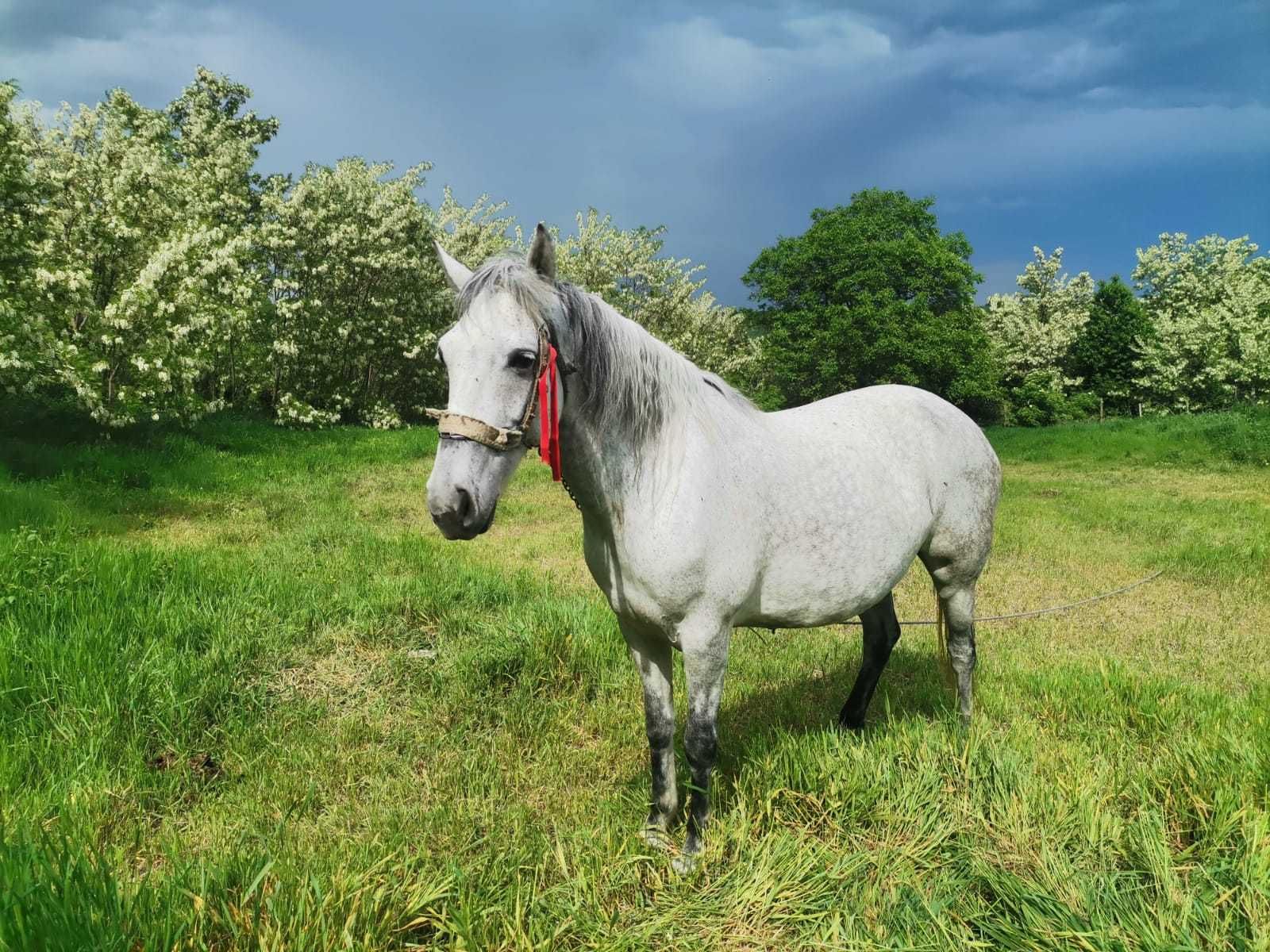 Iapă gestantă de vânzare