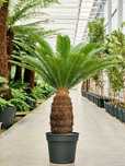 Palmier cycas  pret 1500 lei