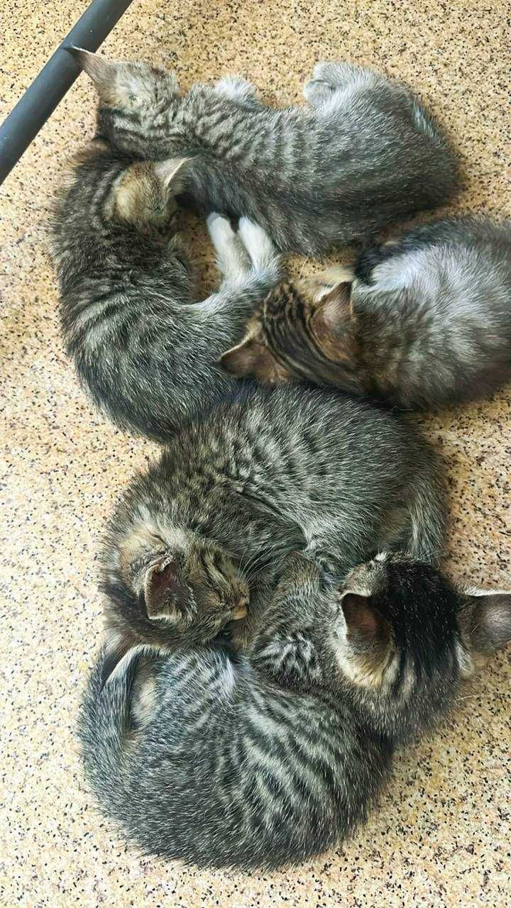 Бесплатно! Отдам котяк в добрые руки!