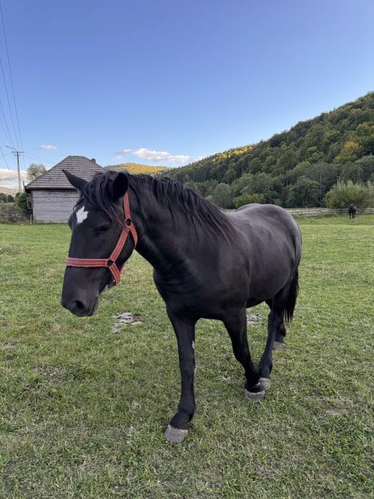 Două iepe de vânzare