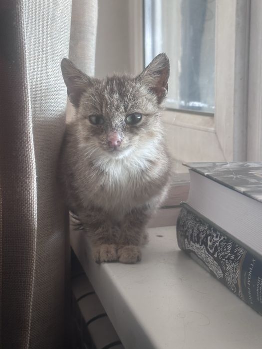 Котенок ищет дом