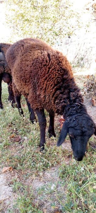 Soglom qochqor sotiladi