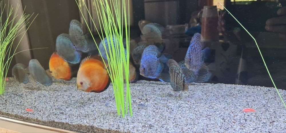 Kvarts tosh Galka 2mm 3mm li fraksiyalada‼️