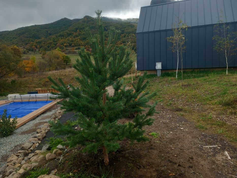 Pin Sylvestru, de munte