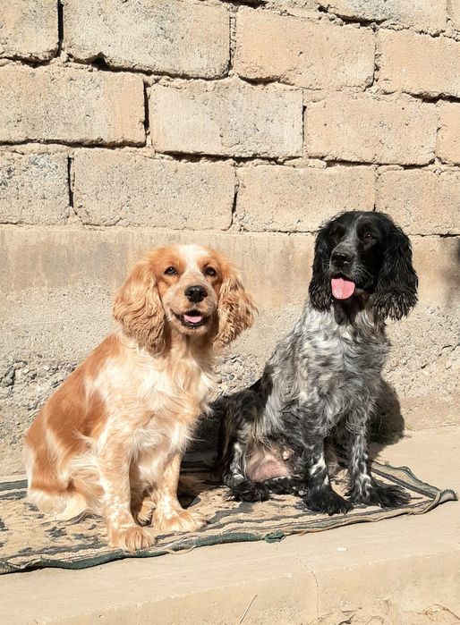 Рус кокер спаниель овчи ит болалари сотилади .