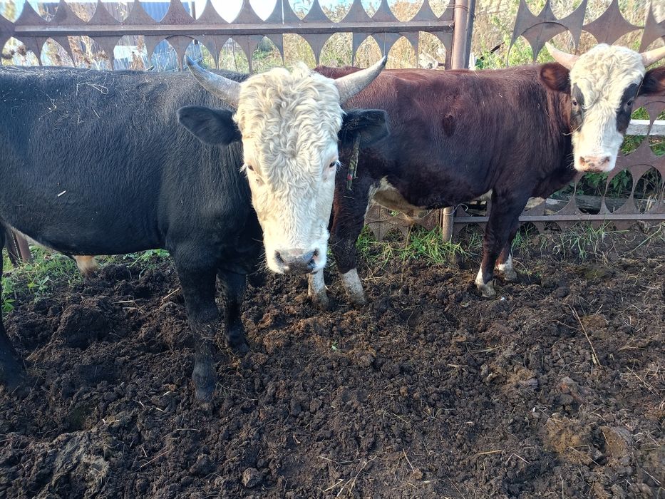 Продам двух быков с откорма.