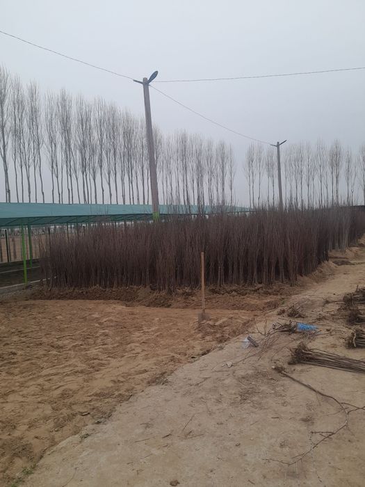 Мол ферма сотилади