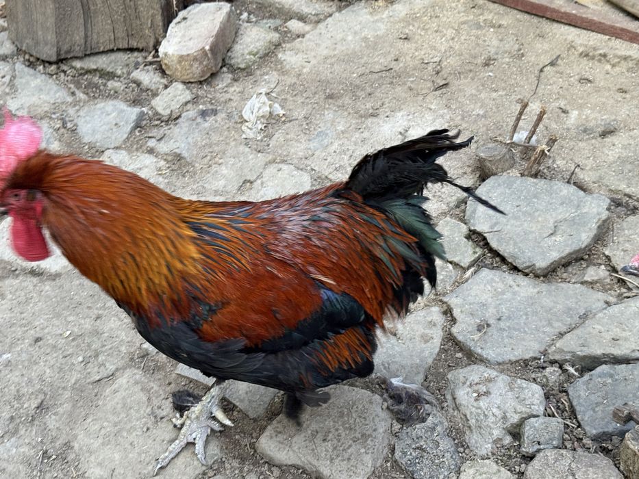 Cocos marans de 2 ani