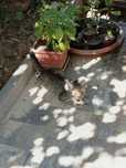 3 pisici pentru adoptie