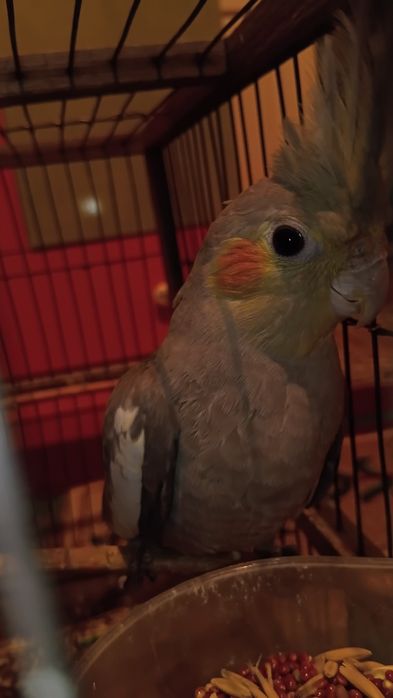 Птица корелла.   Срочно нужны деньги