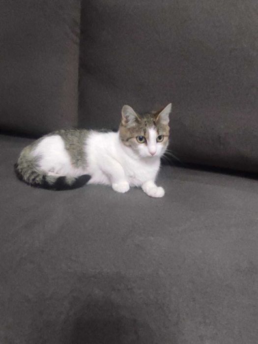 Маленькая кошечка