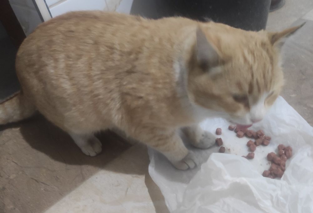 Кот ,скотиш страйт бесплатно