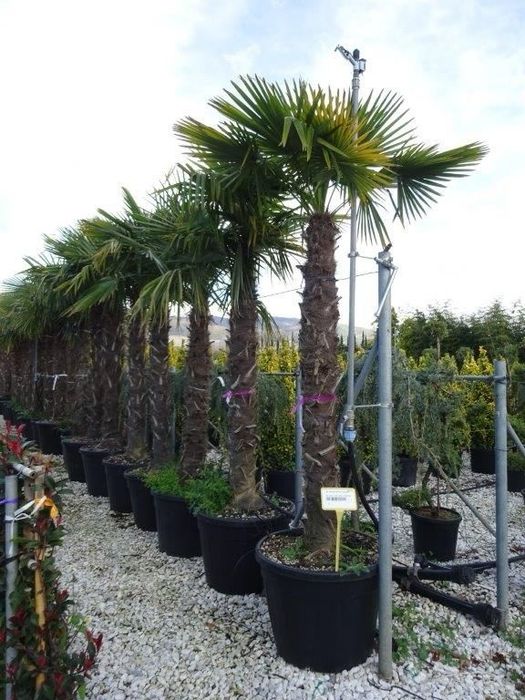 Palmierii trachicarpus Fortunei și cycas revolut