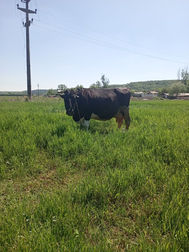 Vând vaci de lapte rasa Holstein
