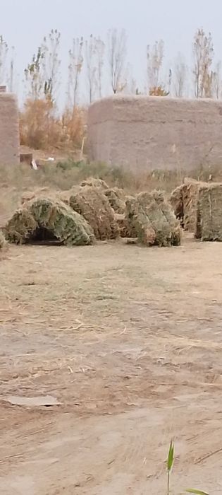 Йуринжо кип сотилади