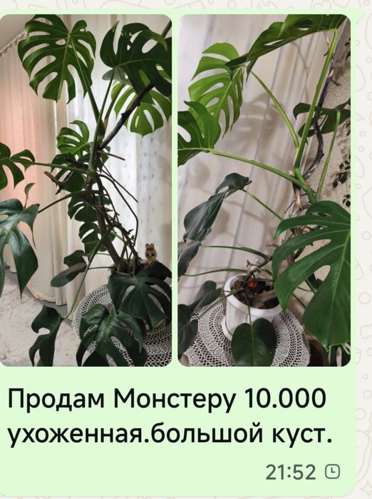 Комнатные растения