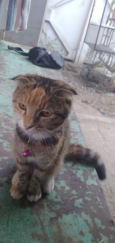 Кот виславухий продаю