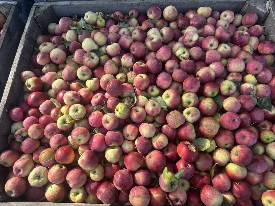 Vand mere pentru tuica/suc