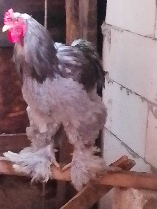 Vând găini brahma HD,splash,negru ,albastru