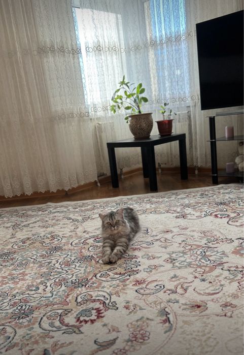 Отдам кошку в хорошие руки бесплатно девочка 4 года 2020 года зовут Си