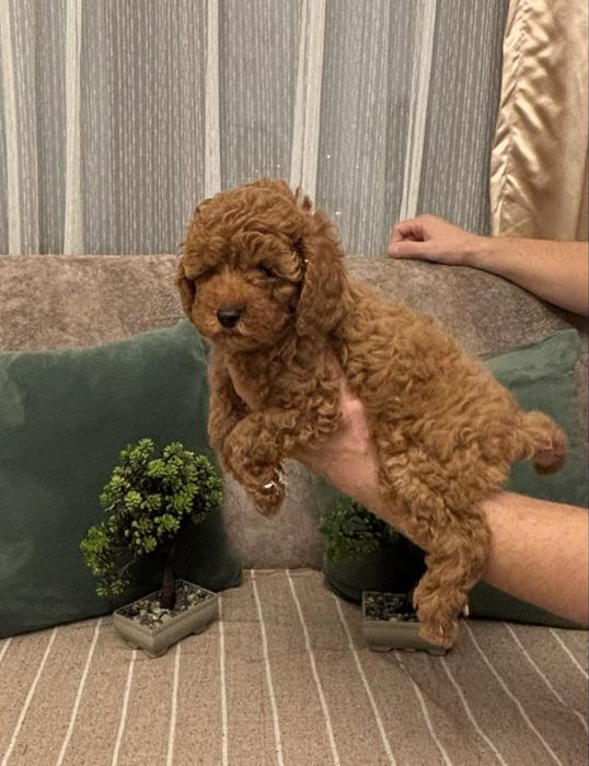 Той Пудел 100% ТОЙ