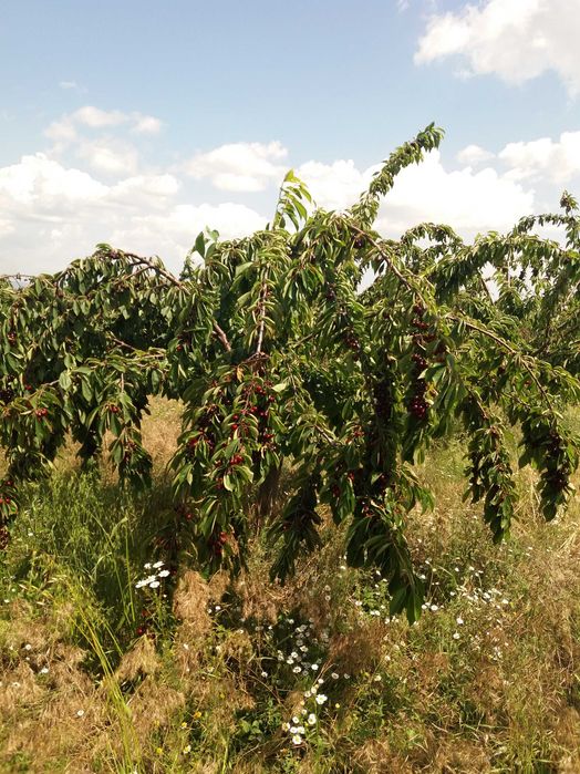 Продава се черешова градина