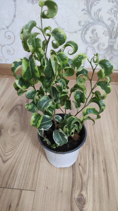 Комнатные растения Алматы
