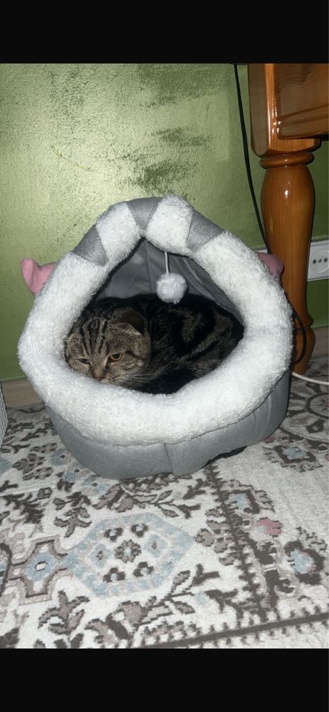 Отдам шотланскую кошку !