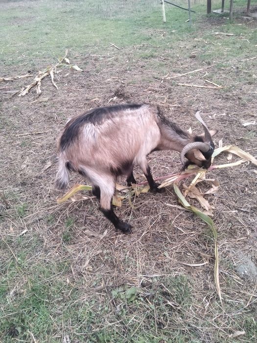 Vând capre 1600lei toate 5