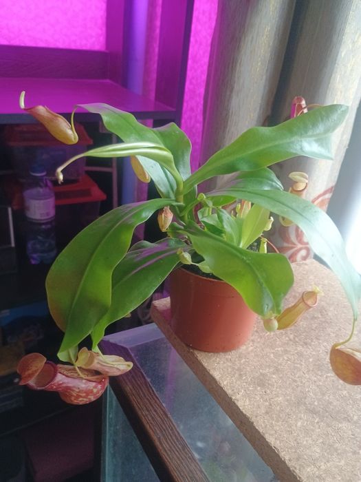 Непентес (кувшиночник) растение