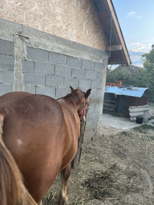 Mânz semi greu de 6 luni de Vanzare