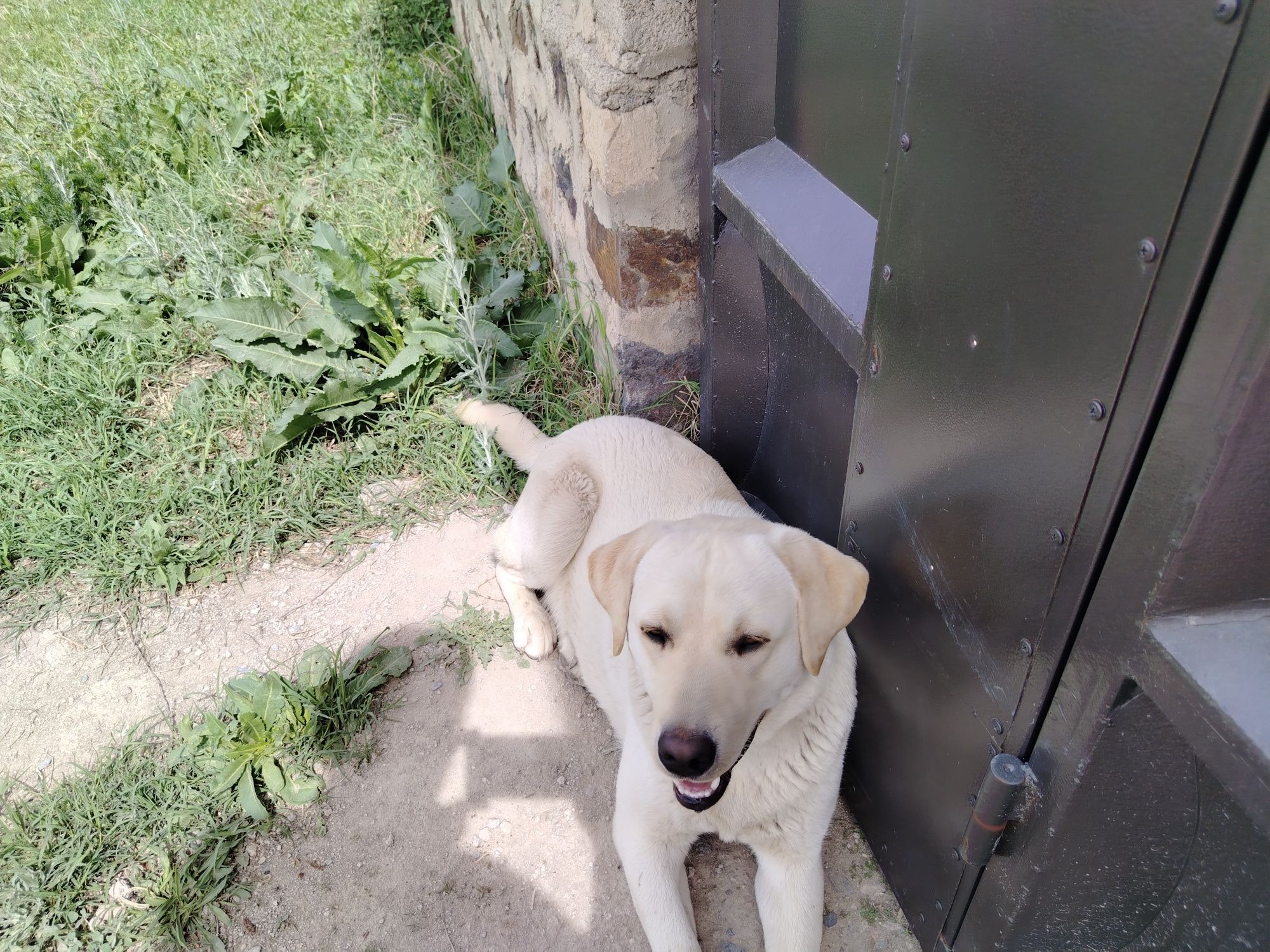Labrador retriver