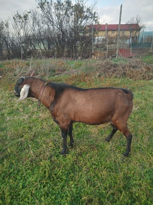 Vând țap Anglo Nubian cu Pedigree