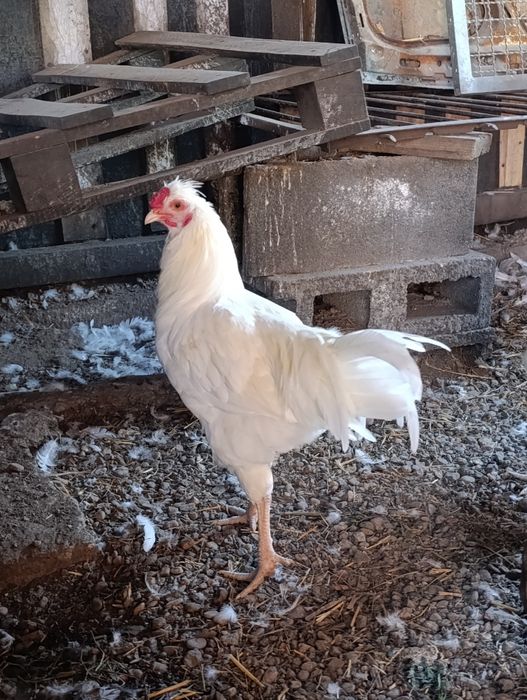 Cocoși  Schijndelaar