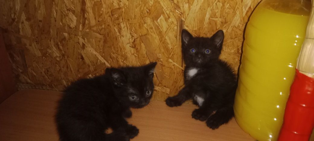 Котята 2 месяца мальчики