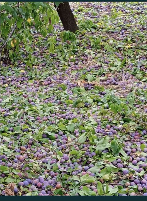 Vând prune de țuică