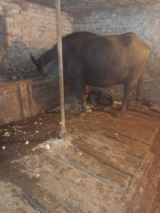 Bivoliță de vânzare. 9000 Lei negociabil.