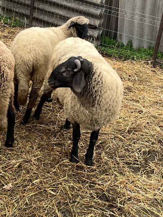 Vând berbec carabas de 7 luni pentru reproductie