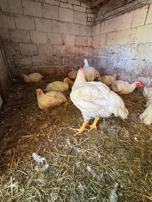 Pui de carne (2,50-3.00 kg)