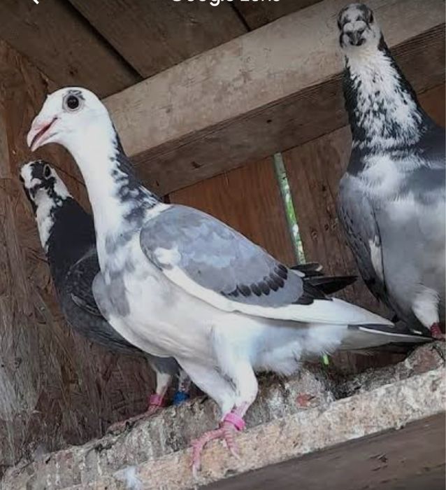 Vand porumbei voiajori inelati si colorați și două perechi de găinari
