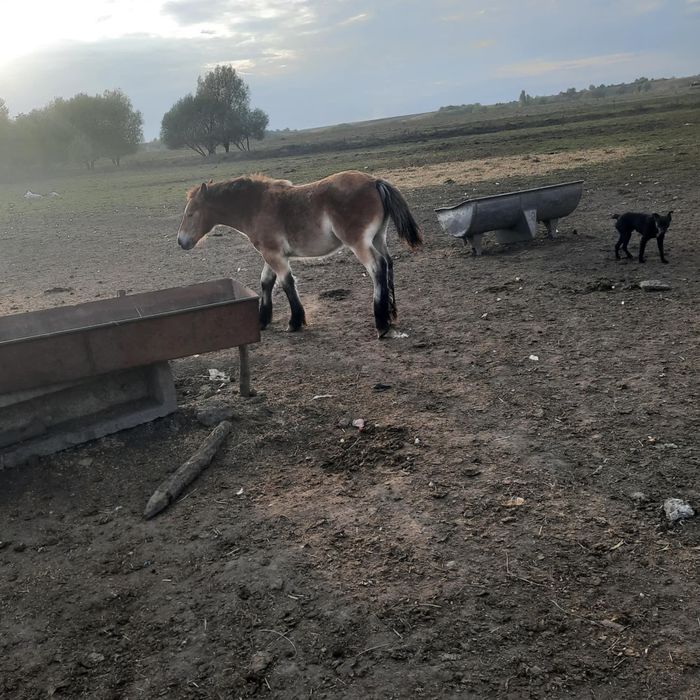 Mânz de 5 luni de vânzare