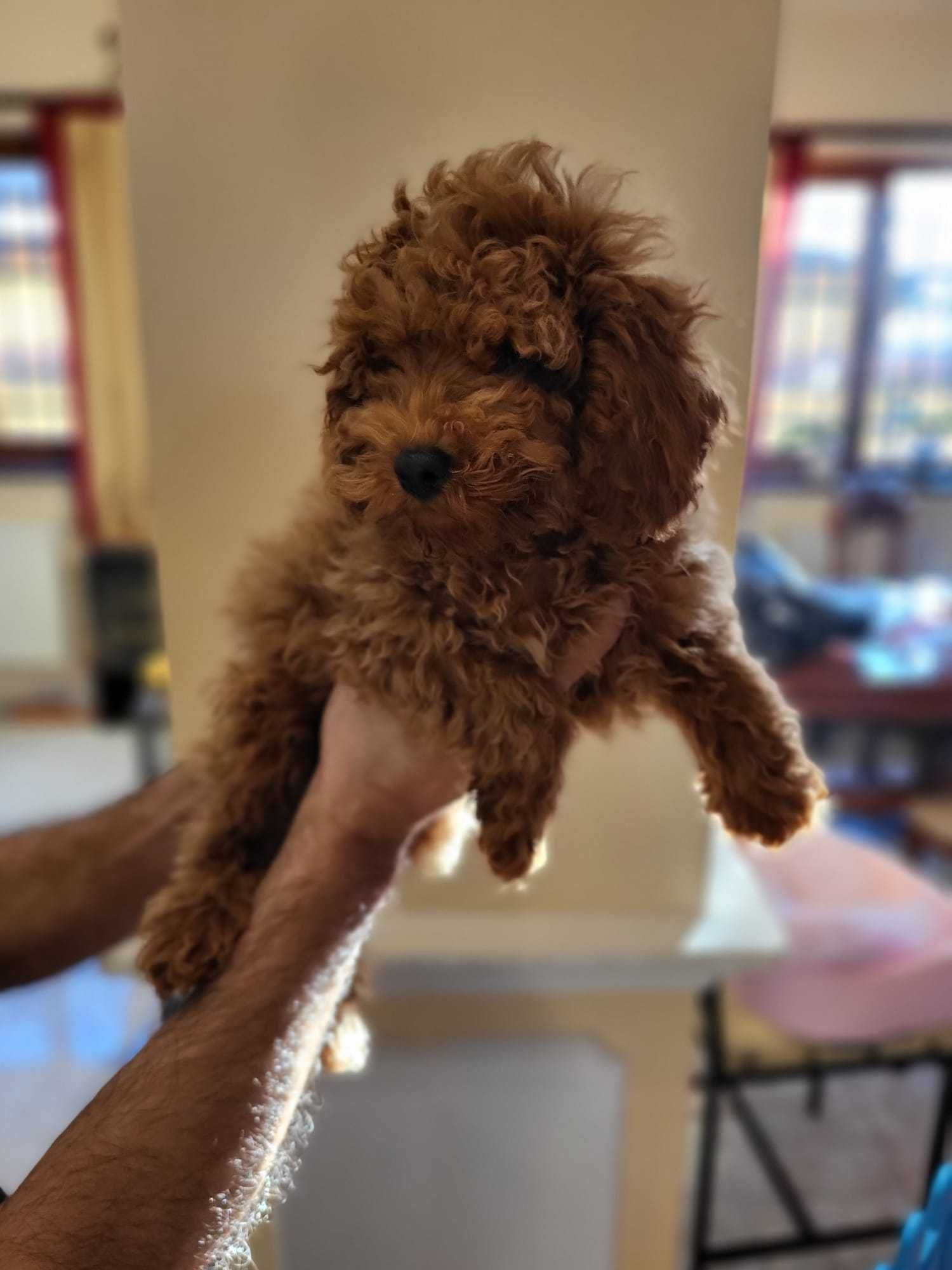 Caniche Toy Roscat mascul