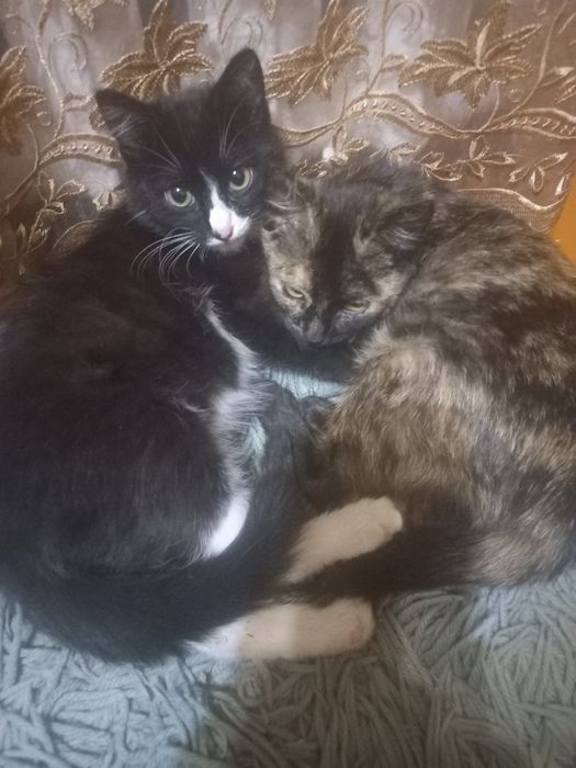 Котята в добрые руки