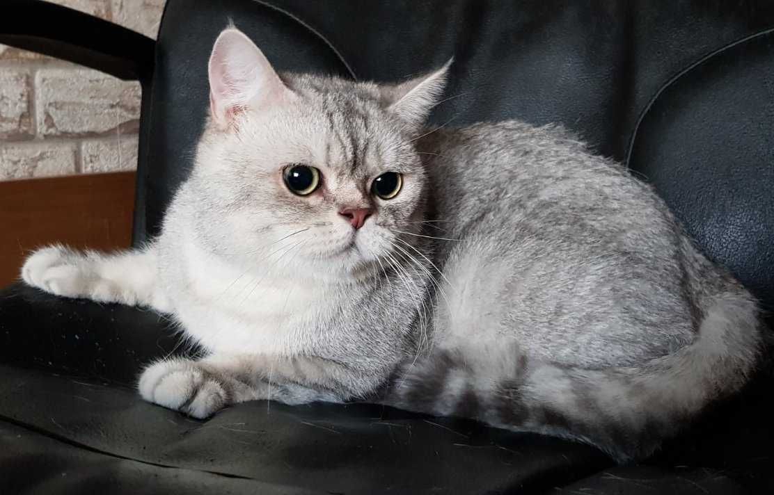 Мъжки и женски късокосмести котенца
