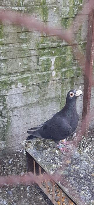 Porumbei duduros stil vechi