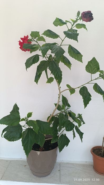 Китайска    роза