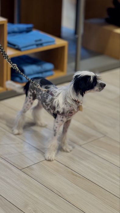 Frizerie canină / Toaletaj canin / Tuns Căței / Tuns Canin Bragadiru