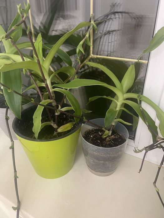 продам большие и средние золотые узы