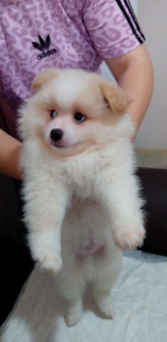 Мъжко Кученце Померан